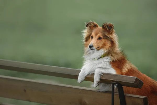 Sheltie Dog Walk Nyugodt Kutya Természetben — Stock Fotó