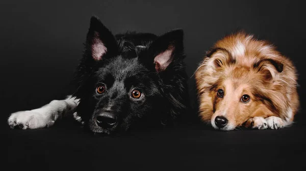 Две Красивые Собаки Пограничная Колли Шелти Размножаются Позируя Ярком Черном — стоковое фото
