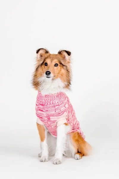Cute Shetland Sheepdog Wears Cozy Pink Knitted Sweater Radiating Charm — Stock Photo, Image