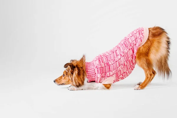 Netter Shetland Sheepdog Trägt Einen Gemütlichen Rosafarbenen Strickpullover Der Charme — Stockfoto