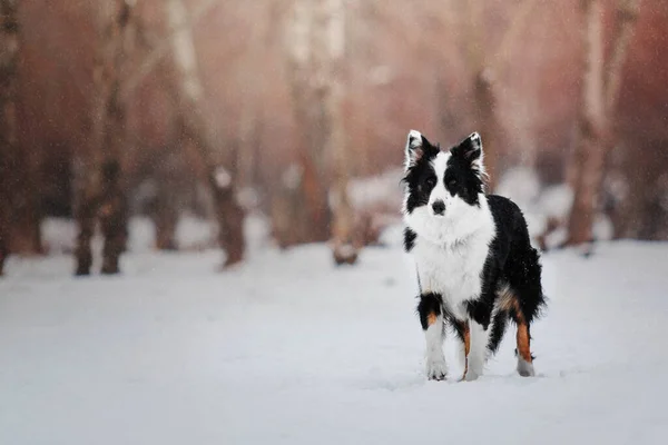 Border Collie Dog Catching Flying Disc Sports Training Canine Athletes — Stock Photo, Image