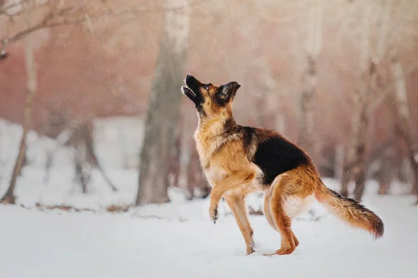 Γερμανικός Ποιμενικός Πιάνοντας Ιπτάμενος Δίσκος Αθλητικός Σκύλος Εκπαίδευση — Φωτογραφία Αρχείου