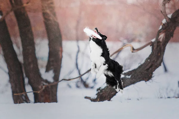 Border Collie Dog Catching Flying Disc Sport Allenamento Con Atleti — Foto Stock