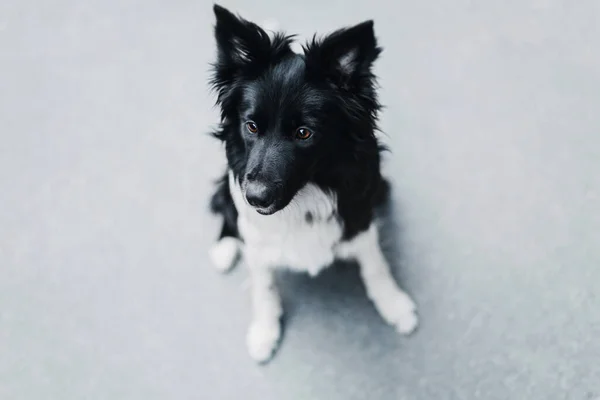 Een Dagje Uit Met Een Border Collie Hond Stad — Stockfoto