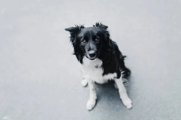 市内のボーダーコリー犬との一日 — ストック写真