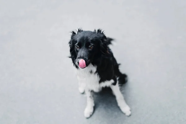 Ein Tag Mit Einem Border Collie Hund Der Stadt — Stockfoto