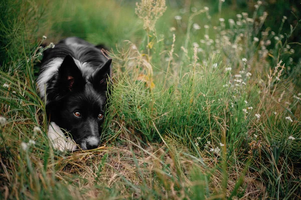 Glad Gräns Collie Dog Njuta Natur Promenad Mitt Grönskande Grönska — Stockfoto