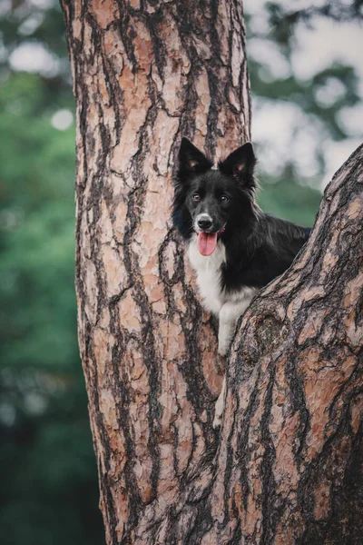 緑豊かな木々の中で自然散策を楽しむハッピーボーダーコリードッグ — ストック写真