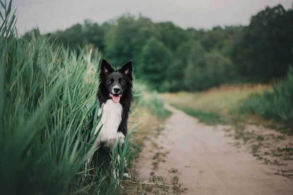 Ευτυχισμένο Σκυλί Collie Συνόρων Απολαμβάνοντας Φύση Πόδια Ανάμεσα Βελούδινα Πράσινο — Φωτογραφία Αρχείου