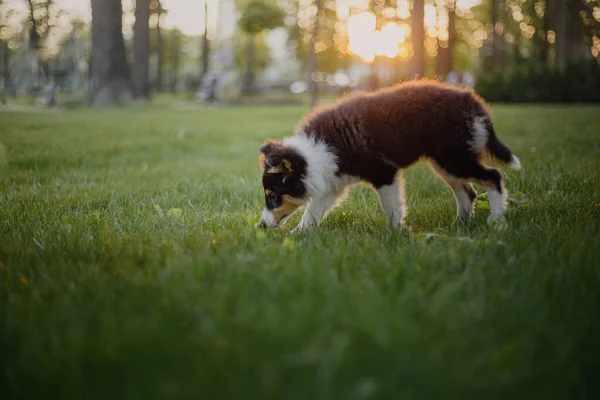 Sheltie Dog Walk Canino Sereno Natureza — Fotografia de Stock