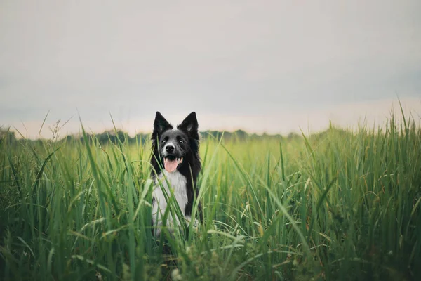 Happy Border Collie Dog Disfrutando Naturaleza Paseo Medio Exuberante Vegetación —  Fotos de Stock