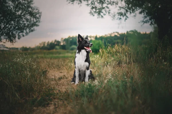 Happy Border Collie Dog Disfrutando Naturaleza Paseo Medio Exuberante Vegetación — Foto de Stock