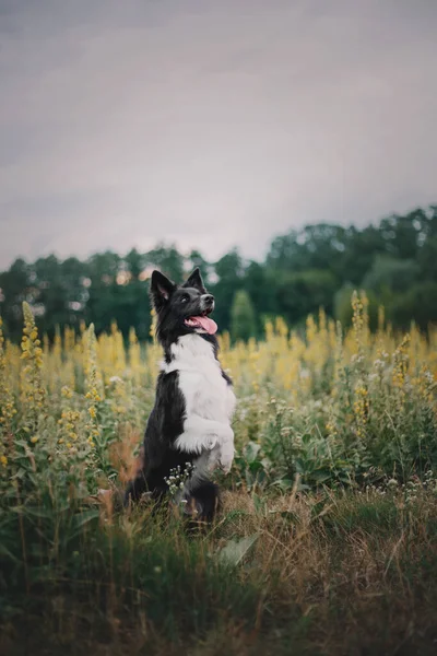 Glücklicher Border Collie Hund Genießt Spaziergang Der Natur Inmitten Üppigen — Stockfoto