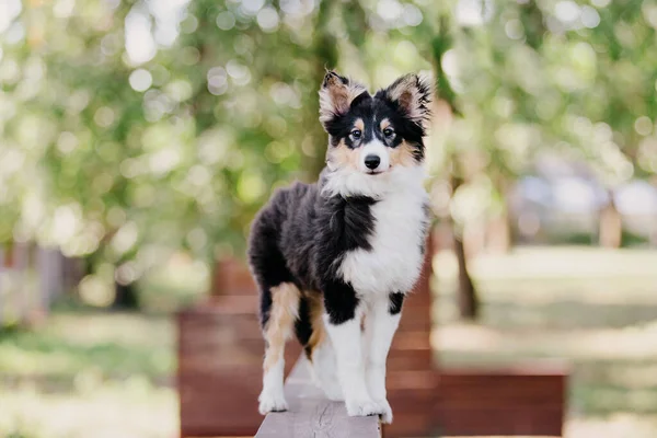 散歩中のシェルティー犬 自然界のセレネ犬 — ストック写真