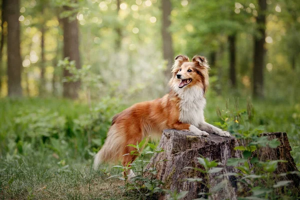 Sheltie Dog Een Wandeling Serene Hond Natuur — Stockfoto