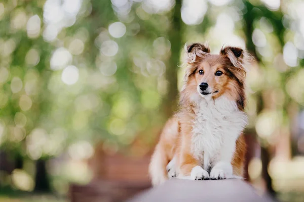 Sheltie Dog Walk Serene Canine Nature Dalam Bahasa Inggris — Stok Foto