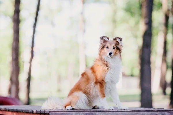 Sheltie Dog Walk Serene Canine ในธรรมชาต — ภาพถ่ายสต็อก