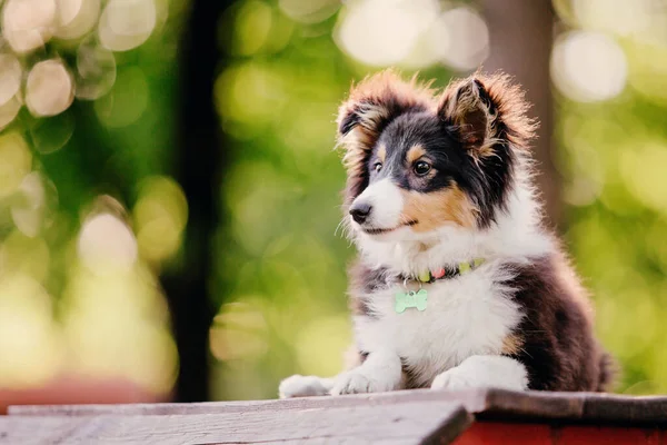 Sheltie Dog Walk Serene Canine ในธรรมชาต — ภาพถ่ายสต็อก