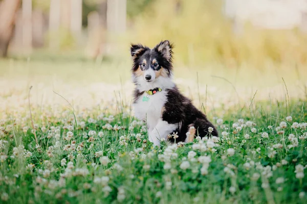 散歩中のシェルティー犬 自然界のセレネ犬 — ストック写真