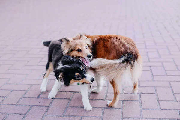Sheltie Dog Walk Serene Canine Nature — Fotografie, imagine de stoc