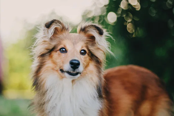 Sheltie Dog Kävelyllä Tyyni Koira Luonnossa — kuvapankkivalokuva