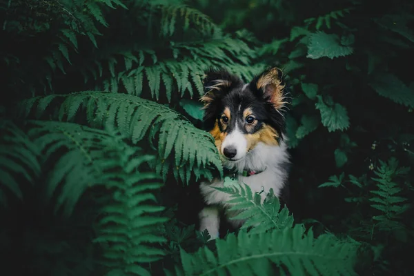 Sheltie Dog Walk Serene Canine Nature Engelsk – stockfoto