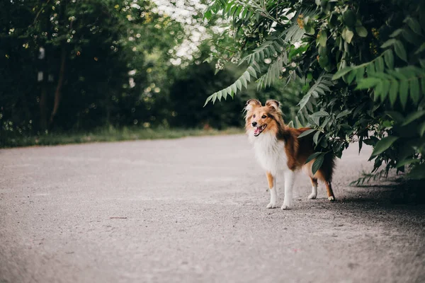 Sheltie Dog Walk Nyugodt Kutya Természetben — Stock Fotó
