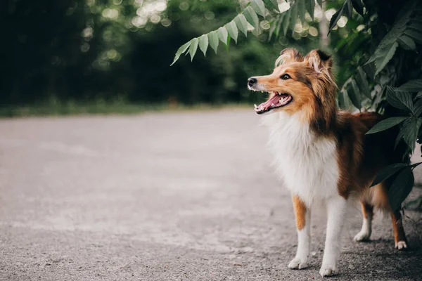 Sheltie Dog Een Wandeling Serene Hond Natuur — Stockfoto