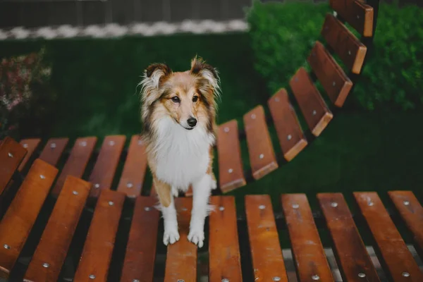 Шелті Собака Прогулянці Серединна Собака Природі — стокове фото