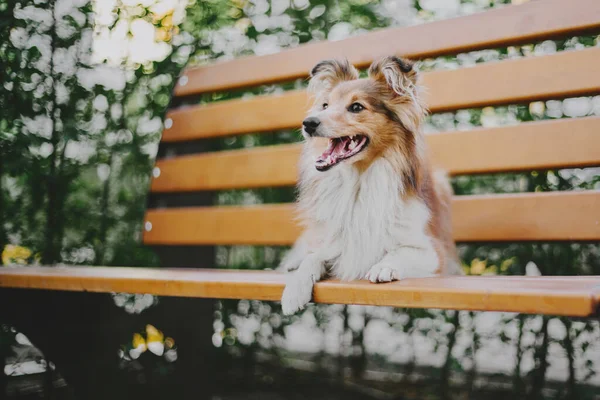 Sheltie Dog Walk Serene Canine Nature Dalam Bahasa Inggris — Stok Foto