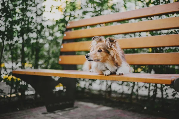 Sheltie Dog Kävelyllä Tyyni Koira Luonnossa — kuvapankkivalokuva
