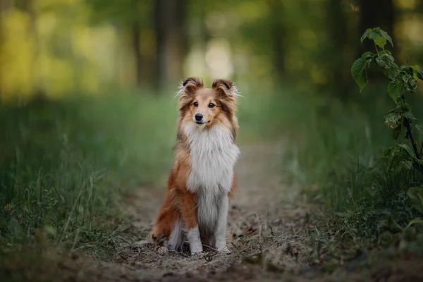 Sheltie Dog Walk Serene Canine Nature — стоковое фото