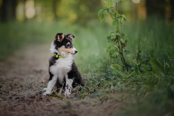 Sheltie Dog Spacerze Spokojna Pies Przyrodzie — Zdjęcie stockowe