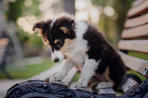Sheltie Dog Walk Γαλήνιο Σκυλί Στη Φύση — Φωτογραφία Αρχείου