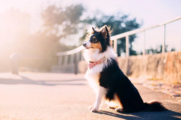 Sheltie Dog Walk Serene Canine Nature — Fotografie, imagine de stoc