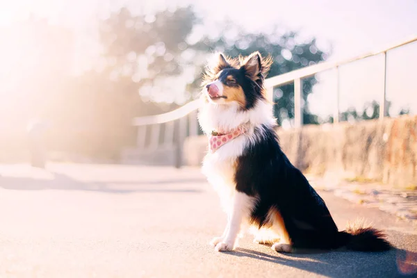 Sheltie Dog Spacerze Spokojna Pies Przyrodzie — Zdjęcie stockowe