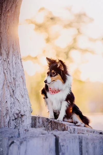 Sheltie Dog Yürüyüşe Çıktı Serene Canine Nature — Stok fotoğraf
