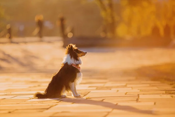 Sheltie Dog Walk Serene Canine Nature — Stock Photo, Image