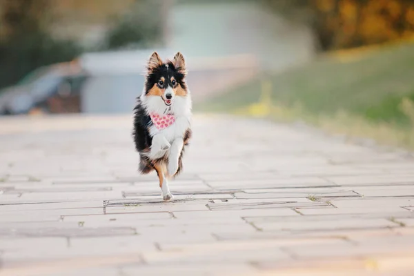 Sheltie Dog Walk Canino Sereno Natureza — Fotografia de Stock