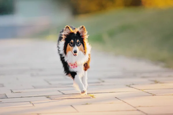Sheltie Dog Walk Serene Canine Nature — Foto Stock