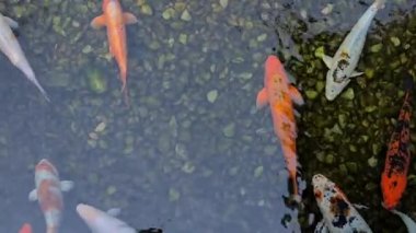 Havuzda sazan balığı ya da koi balığı. Doğal parktaki Onsen kaplıcalarındaki su hayvanları..