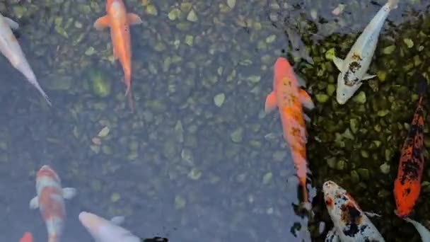 Рыба Карп Рыба Кои Пруду Водные Животные Онсене Горячие Источники Лицензионные Стоковые Видео