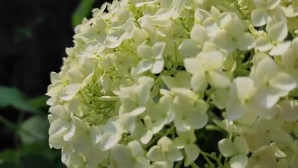 ホワイトハイドレンジアの花がゆっくりと風に揺れる — ストック動画
