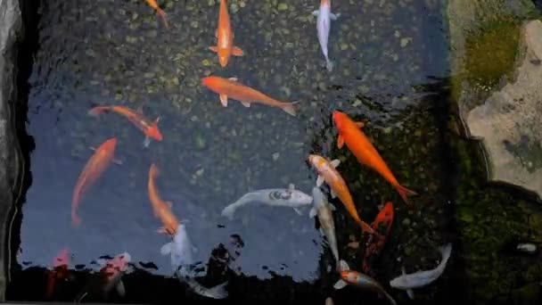 Рыба Карп Рыба Кои Пруду Водные Животные Онсене Горячие Источники Стоковое Видео