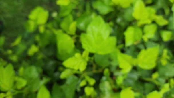 Зеленые Листья Капельками Листе Тропическом Лесу Лицензионные Стоковые Видеоролики