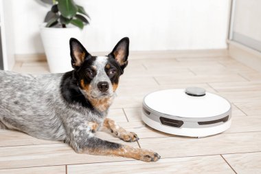 İçerideki akıllı robot süpürgesi sevimli evcil köpekle zemini sıkar. Avustralya sığır çiftliği