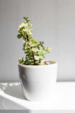 Beyaz bir tencerede sulu bir bitki. Beyaz bir duvara karşı beyaz bir rafta yan görünüm. Boşluğu kopyala.