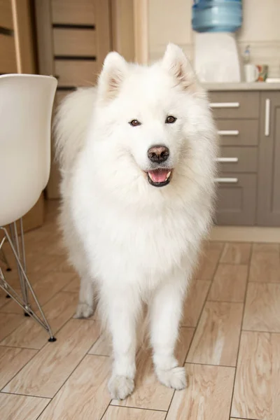 Głodny Samoyed Pies Kuchni — Zdjęcie stockowe