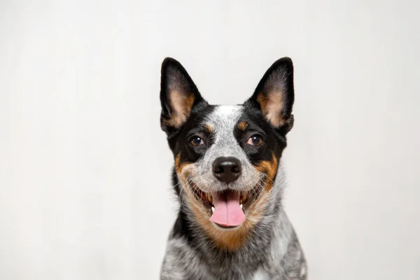 stock image Dog portrait with funny emotions. White background. Funny dog face expression. Australian cattle dog breed