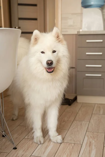Hungry Samoyed Dog Kitchen — Stock Photo, Image
